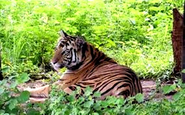 tigress Sundari