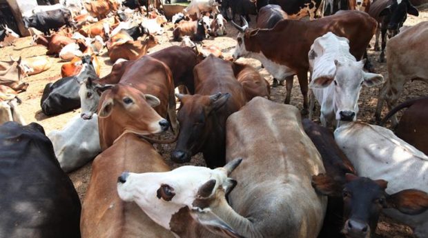 anti cow slaughter ordinance Karnataka