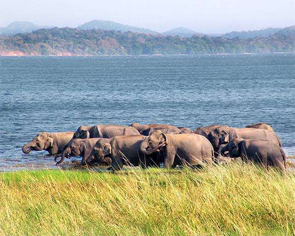 [Watch] Elephant Herd Spotted By Bird Census Team In Chilika