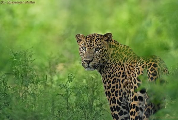 48-Year-Old Woman Killed In Leopard Attack In Odisha