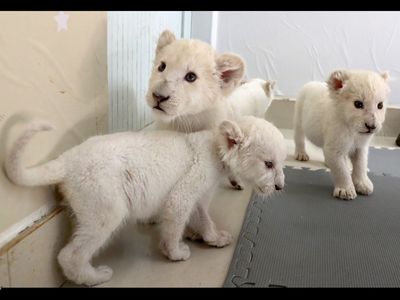 rare white lion quadruplets