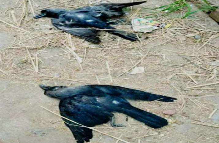 bird flu scare delhi