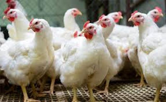 bird flu odisha govt