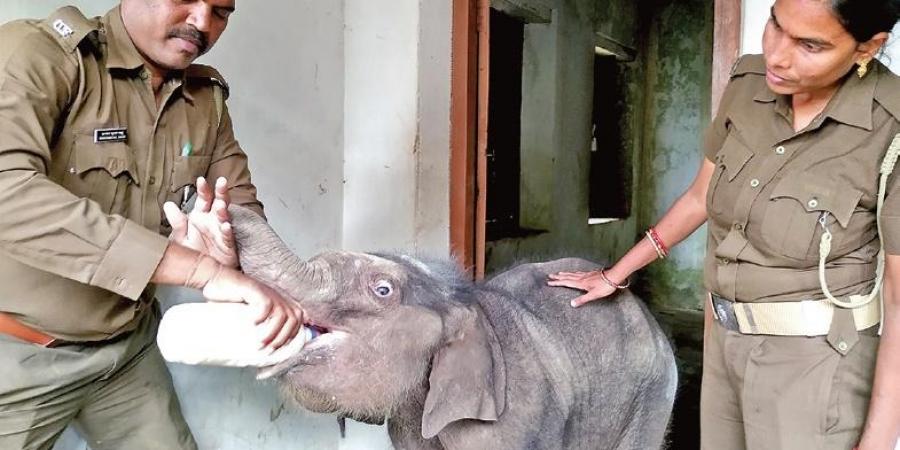 Elephant Calf Odisha Abandoned