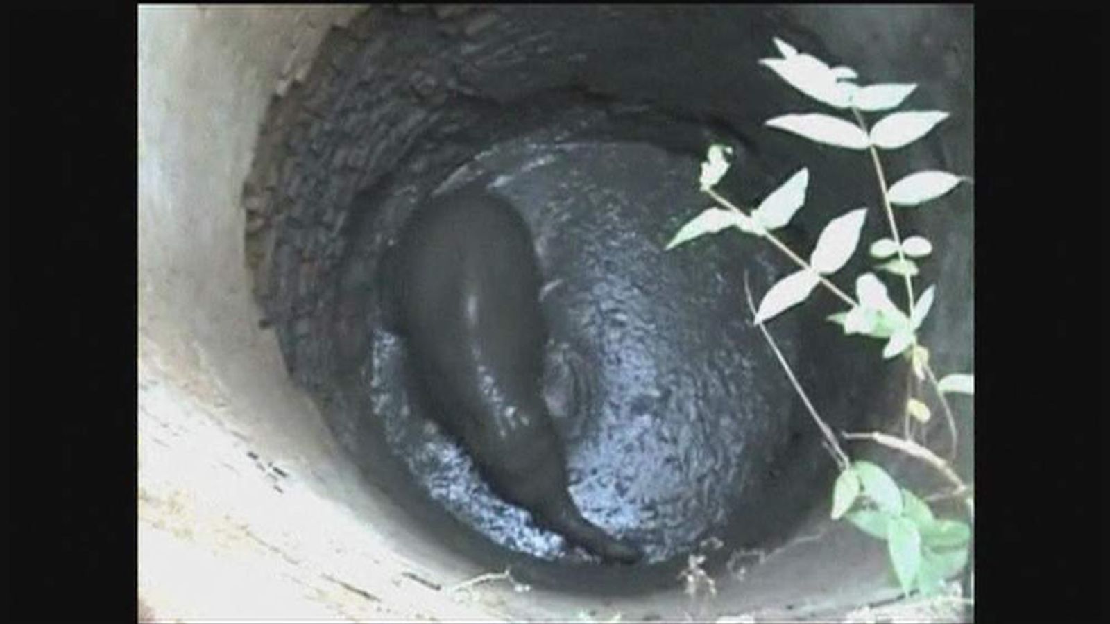 elephant rescue from well