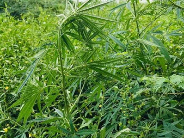 Special Squad Nabs Illegal Ganja Trader, Seizes Over 8 Quintal Contraband