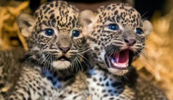 Leopard cubs spotted in Amapani PS