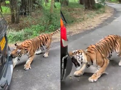 royal bengal tiger pulling tourist vehicle