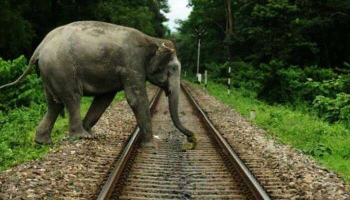 2 Forest Staff Suspended Over Elephant Deaths In Odisha's Rourkela