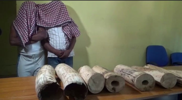 Ivory Smugglers 'Entrapped' By Odisha Forest Officials; 8 Tusks Seized