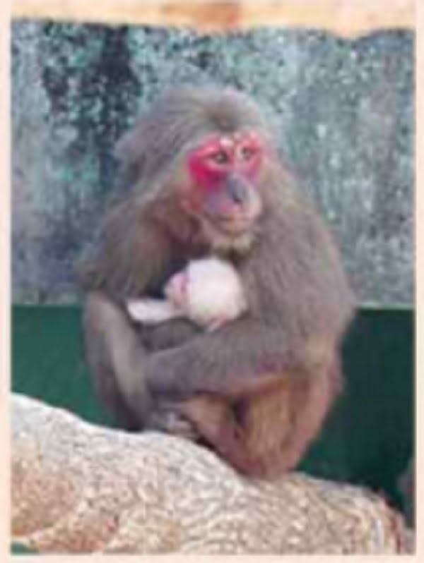 Double Joy: Bhubaneswar's Nandankanan Welcomes Infant After Six Stump-Head Monkeys