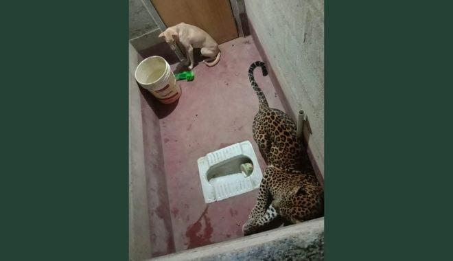 dog trapped with leopard inside toilet