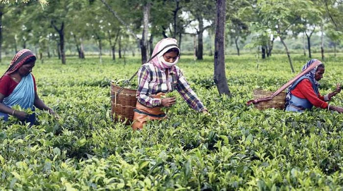 dissent over new tea law