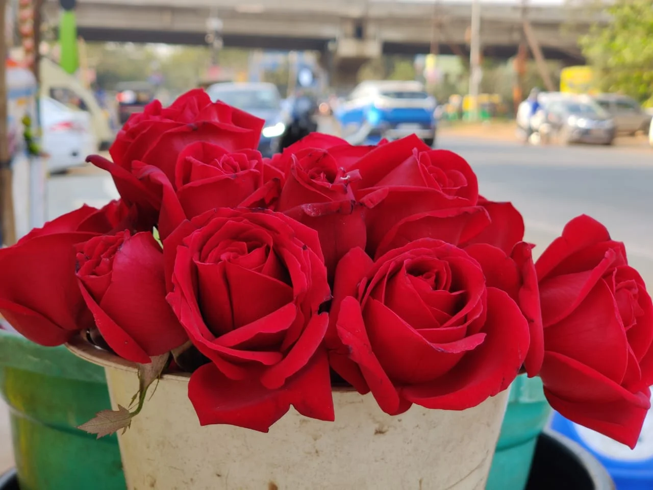 Love In Air As Valentine Week Starts With Rose Day Today - odishabytes