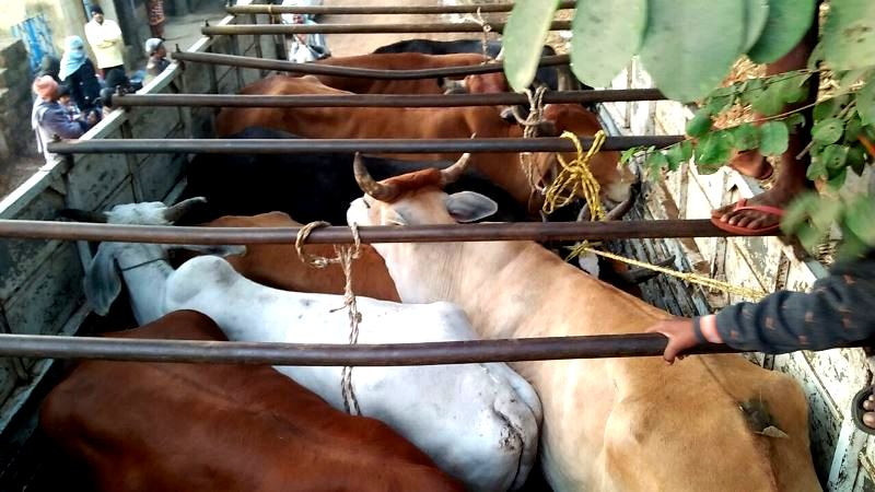 illegal cattle trafficking Pratap Sarangi Chief Minister