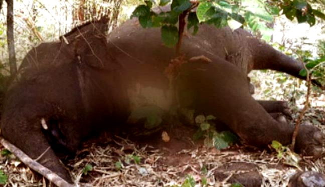 Forest Ranger Suspended Over Elephant Deaths In Sambalpur Sarad Range