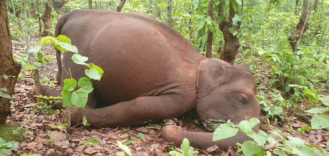 elephant found dead in deogarh