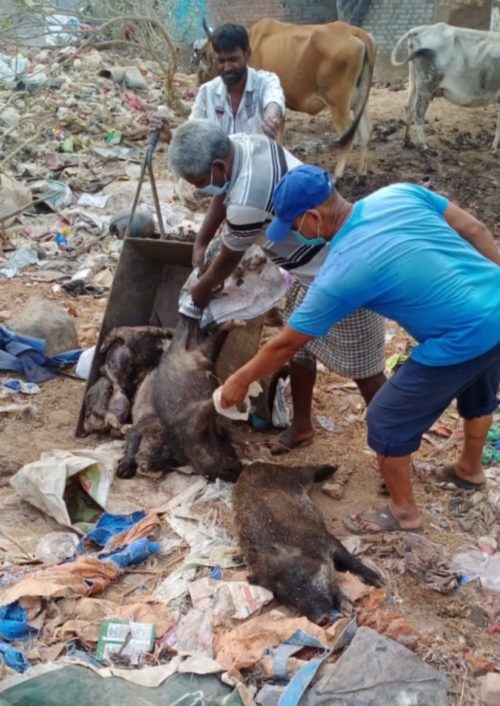pigs death in berhampur