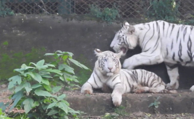 Nandankanan Zoo tigers