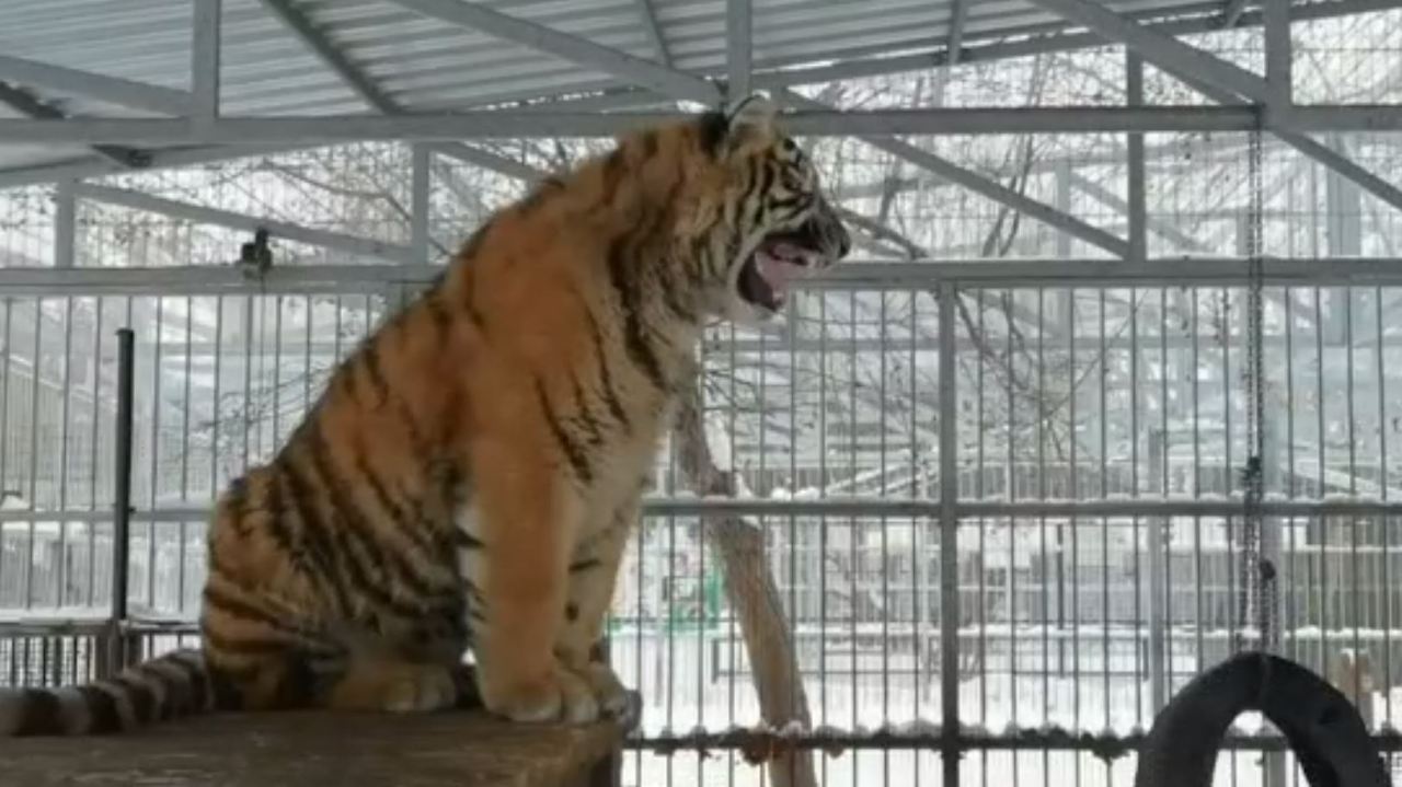 singing tiger siberia zoo