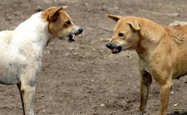 Abandoned Newborn Mauled To Death By Dogs in Odisha's Berhampur