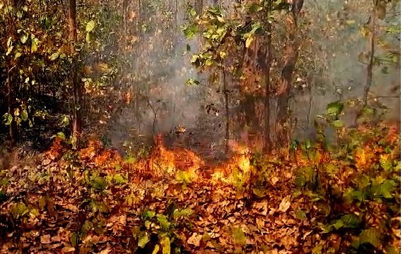 forest fire Odisha