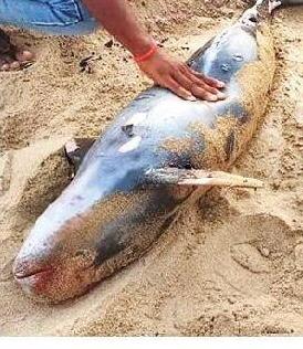 Dolphin Carcass Found On Chandrabhaga Beach In Odisha