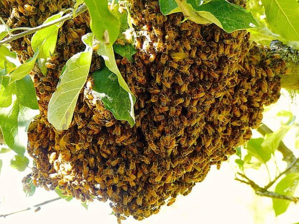 Bee attack in nabarangpur