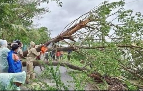 Tree clearing in Bhadrak