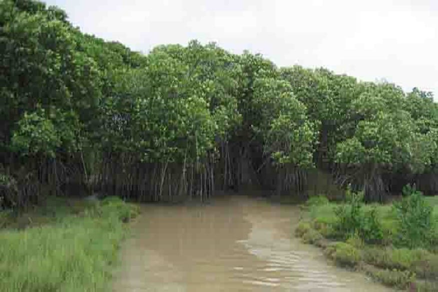 Mangroves Help Odisha