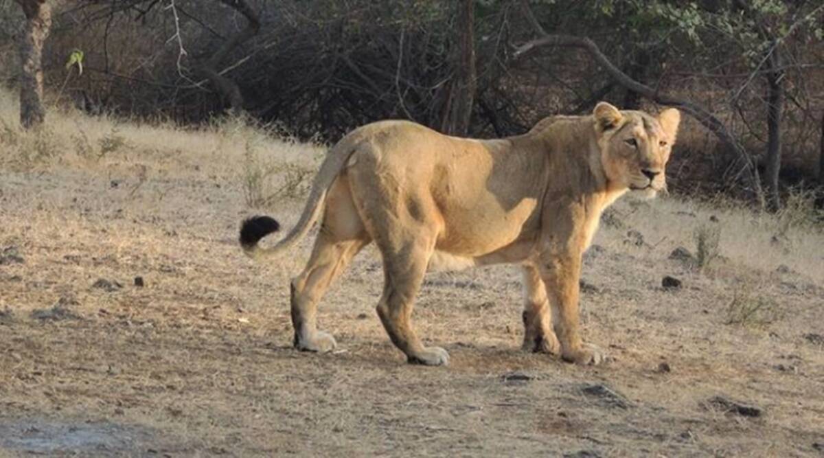 lion dies of covid chennai zoo