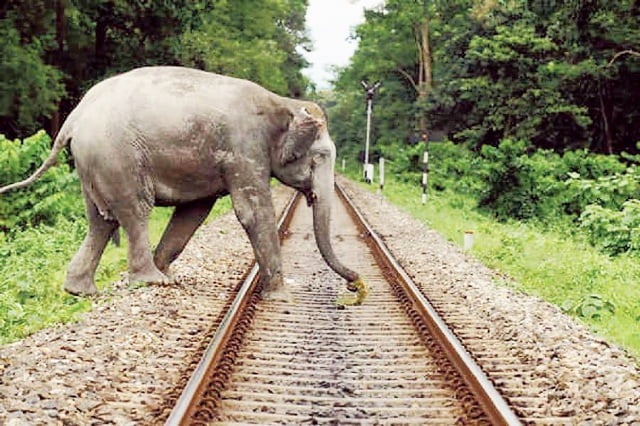 elephant deaths train mishaps Odisha