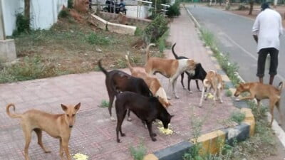 Stray animals urban areas Odisha CMRF