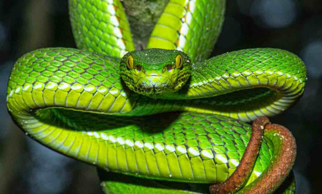 Red-Tailed Pit Viper, A New Snake Record For Odisha; Sighted At ...