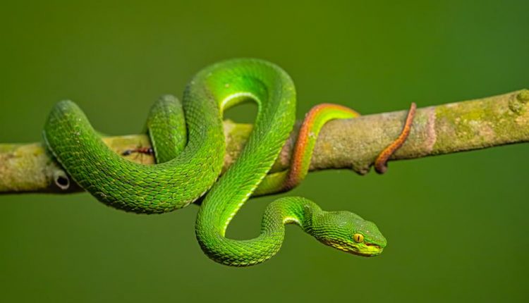 Red-Tailed Pit Viper, A New Snake Record For Odisha; Sighted At ...