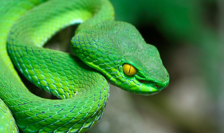 Odisha Researcher Discovers 2 New Species Of Pit Viper Snake - odishabytes