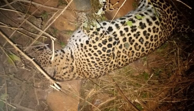 Crime Against Wildlife: Leopard Found Dead In Hunter's Net In Odisha's ...