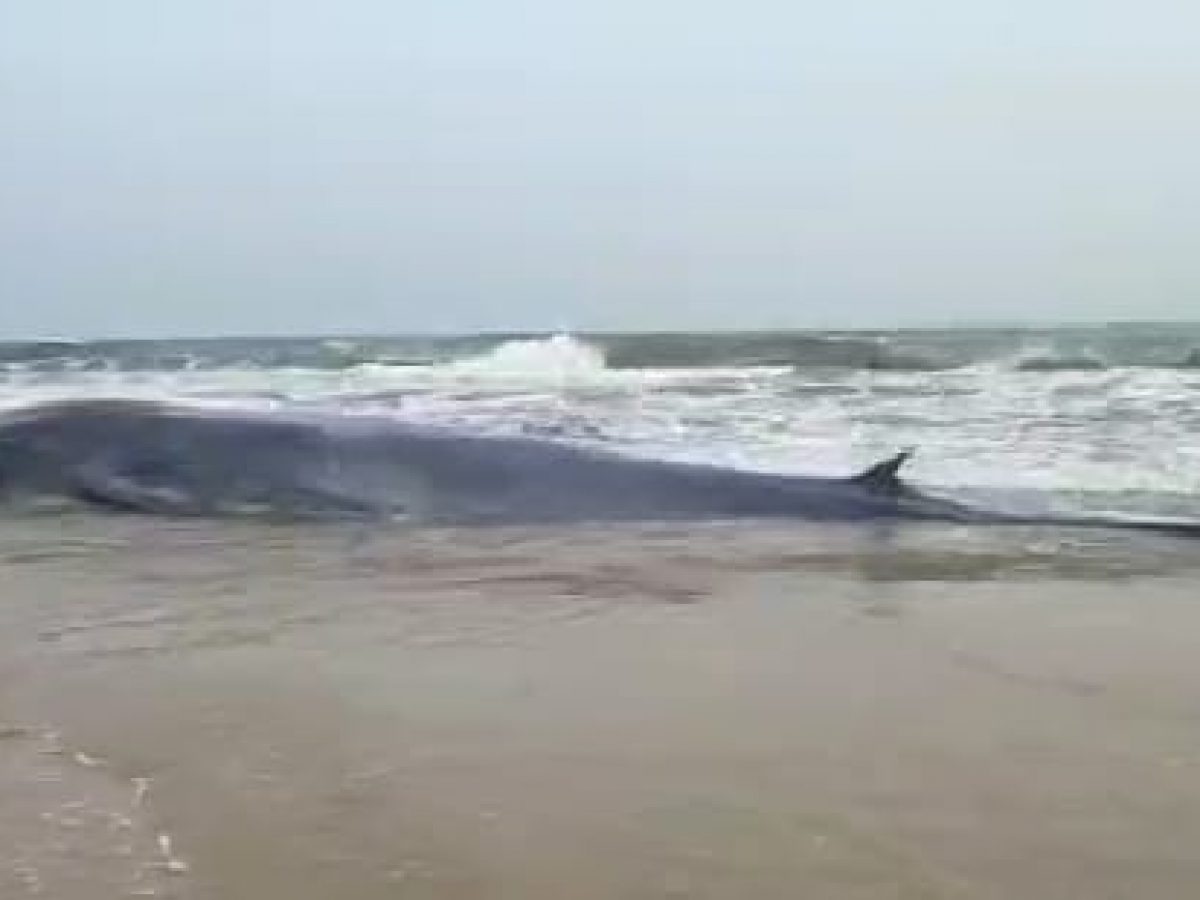 Australia says about 230 pilot whales stranded in Tasmania, half feared dead