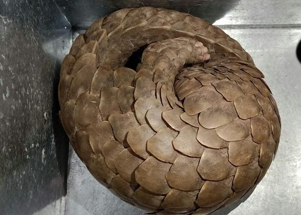 Villager Rescues Pangolin, Hands It Over To Forest Staff In Odisha's