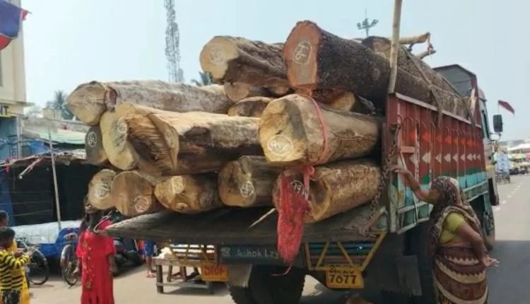 timber for rath yatra