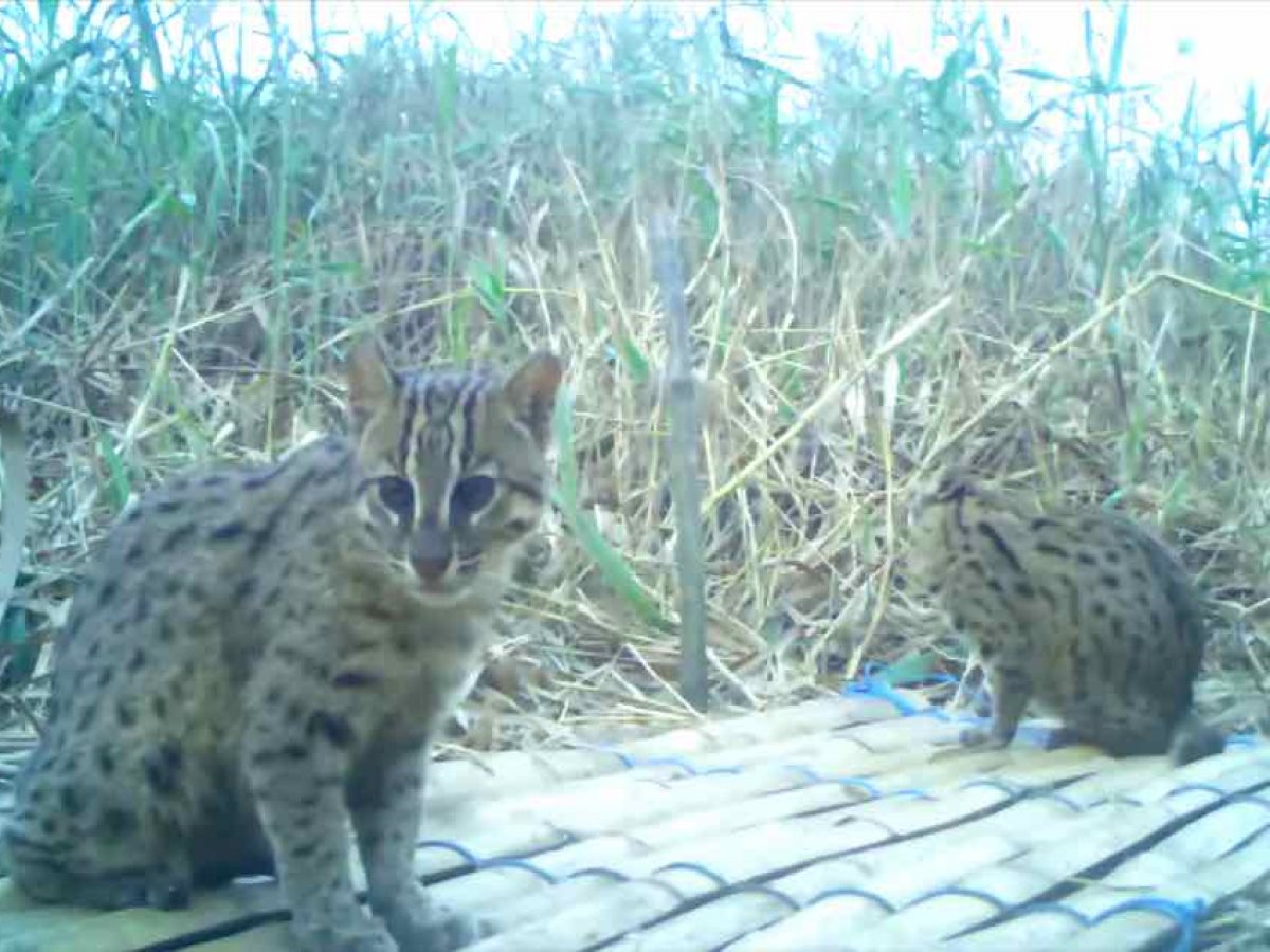 Odisha: Chilika Is Home To 176 Fishing Cat, Finds World's First Census -  odishabytes