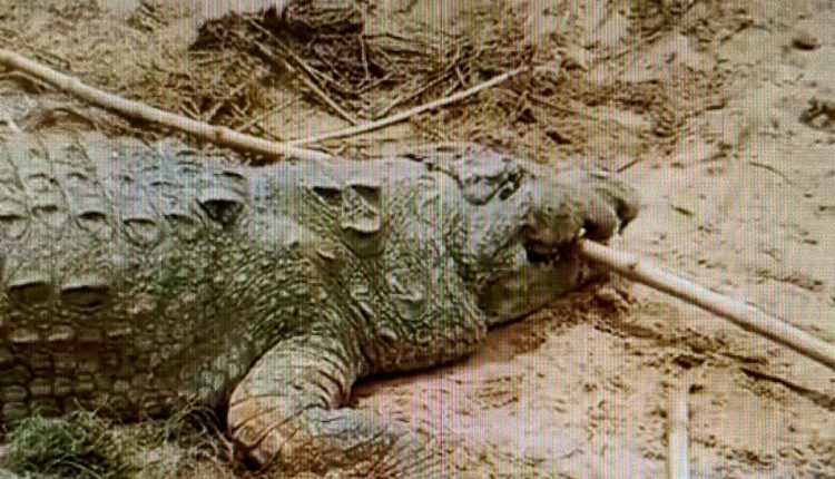 [Watch] 10-Year-Old Boy Swallowed By Giant Crocodile While Bathing ...