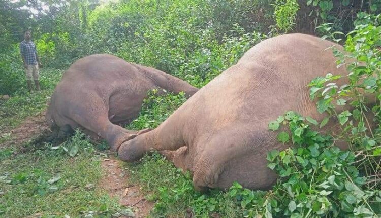 Elephants Found Dead