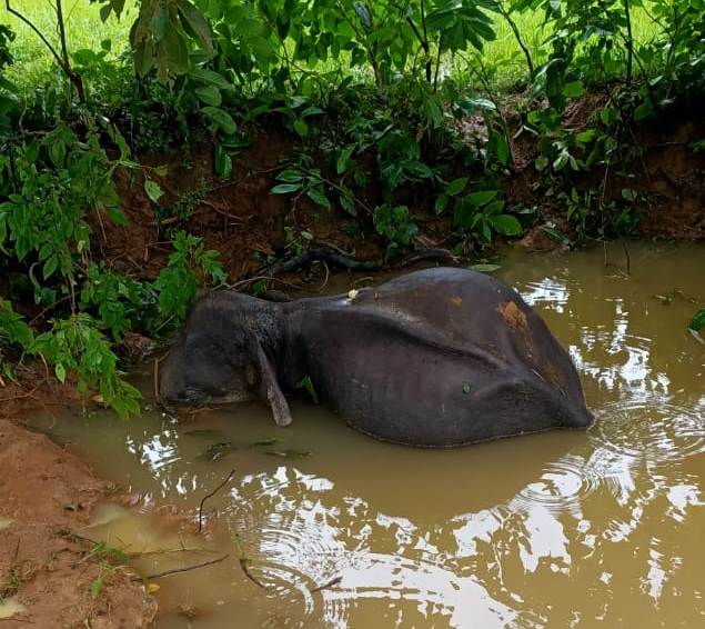 elephant found dead in dhenkanal
