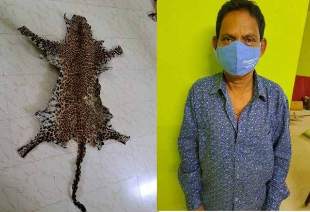 leopard skin seized