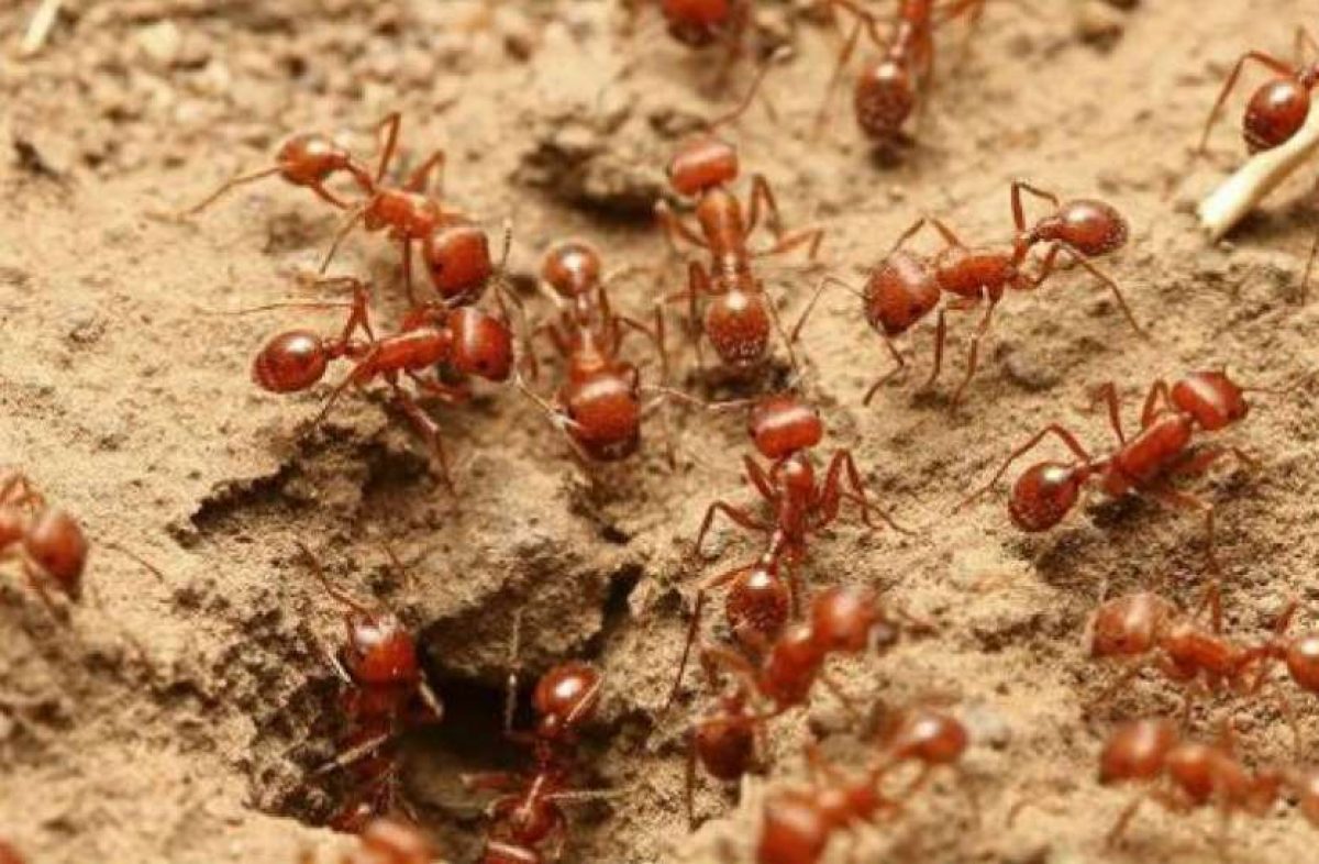 Family Flees As Red Ants Invade Village To Set Up Colonies In Odisha's Puri  - odishabytes