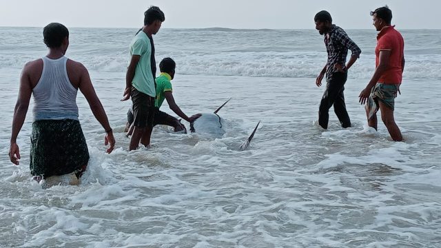 dolphin rescued in chandrabhaga beach