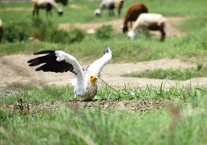 egyptian vultures