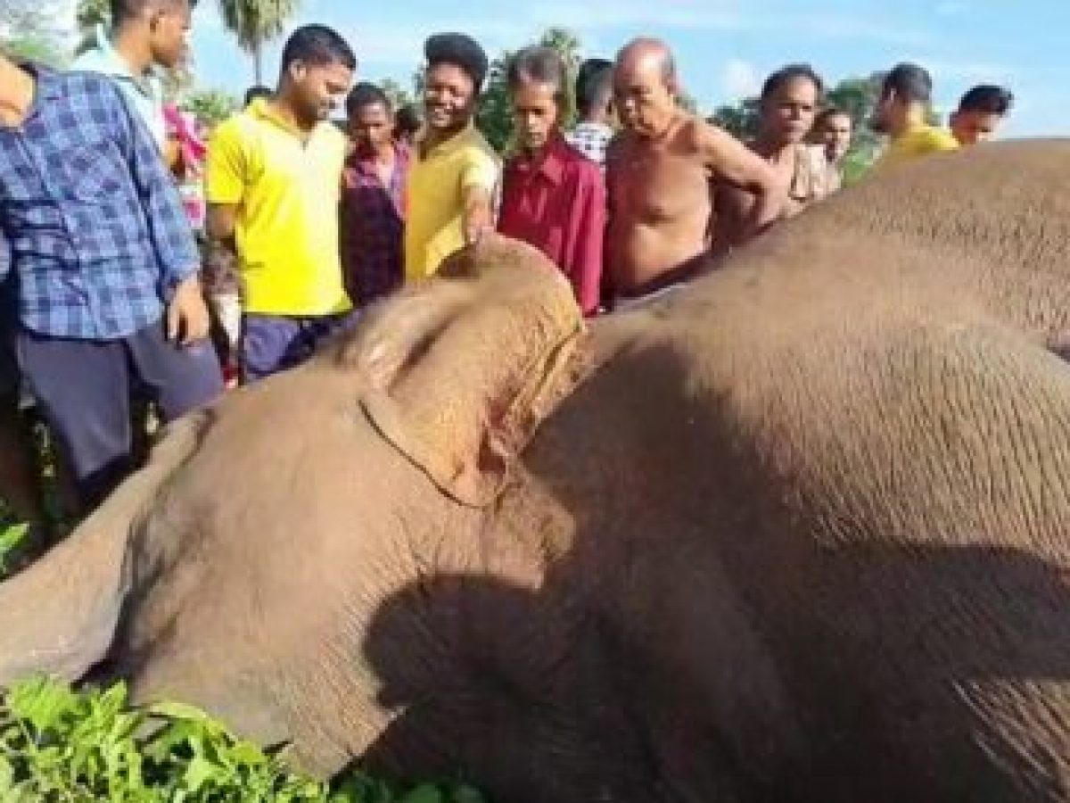 Tusker Found Dead In Crop Field In Odisha's Dhenkanal; Electrocution  Suspected - odishabytes