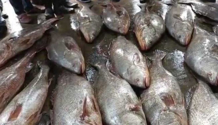 king-or-seer-fish-in-tamil-name-13-benefits-nutrients-price-etc